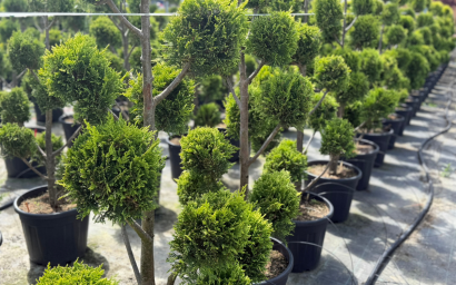 Cupressocyparis leylandii 'Castlewellan Gold'